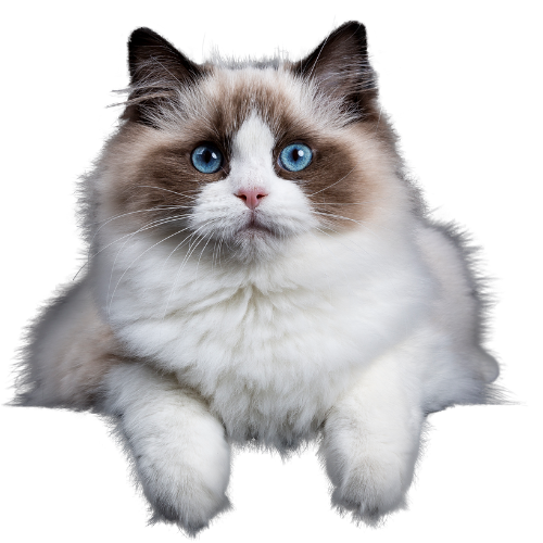 A cat with blue eyes