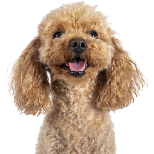 A dog with curly hair and tongue out