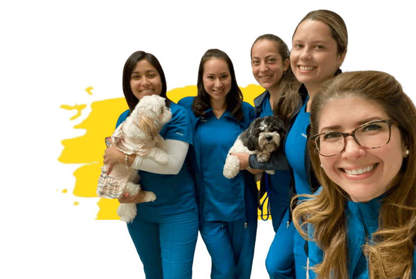 Pou Veterinary Group Team