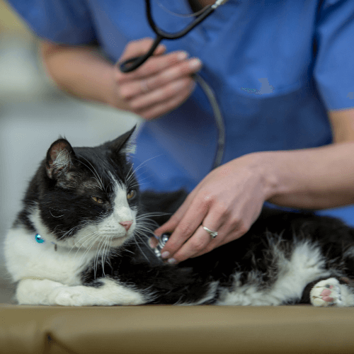 A person using a stethoscope to check the cat's heartbeat