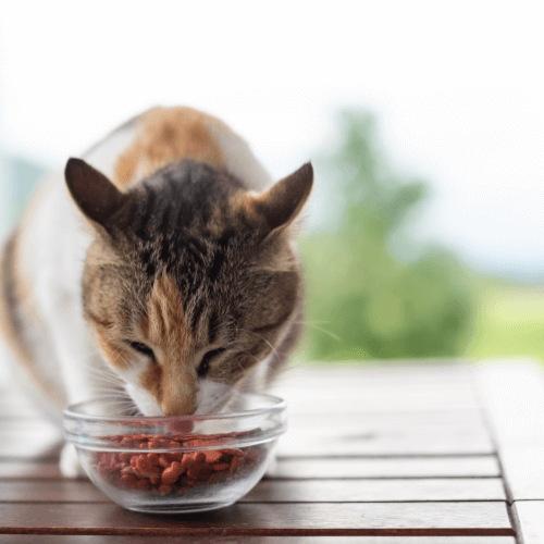 A cat eating food from a bowl