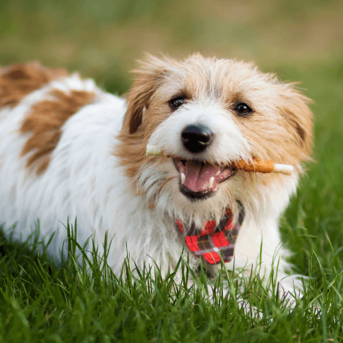 A dog lying in grass with a stick in its mouth