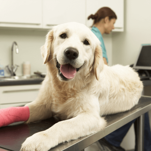 A dog with a cast on its paw