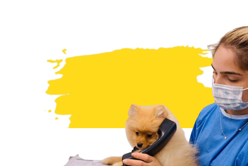 A dog on a phone