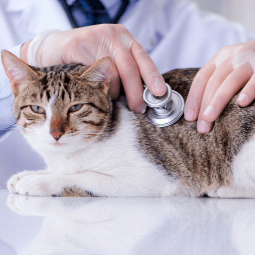 A person using a stethoscope to listen to a cat