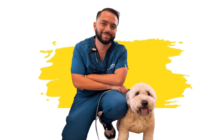 A person with a stethoscope around his neck and a dog