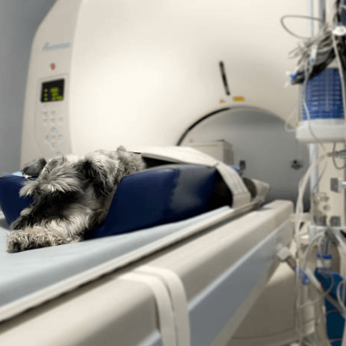 A dog lying on a bed in a medical room