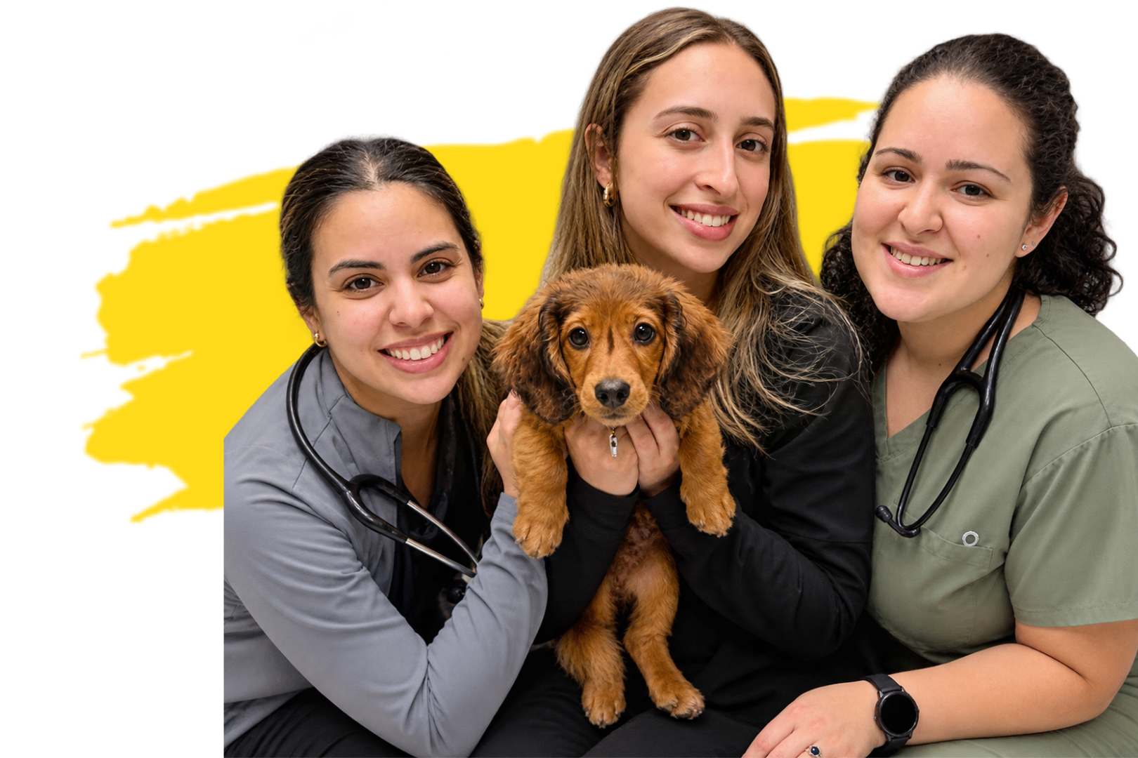 Pou Veterinary Group team pick